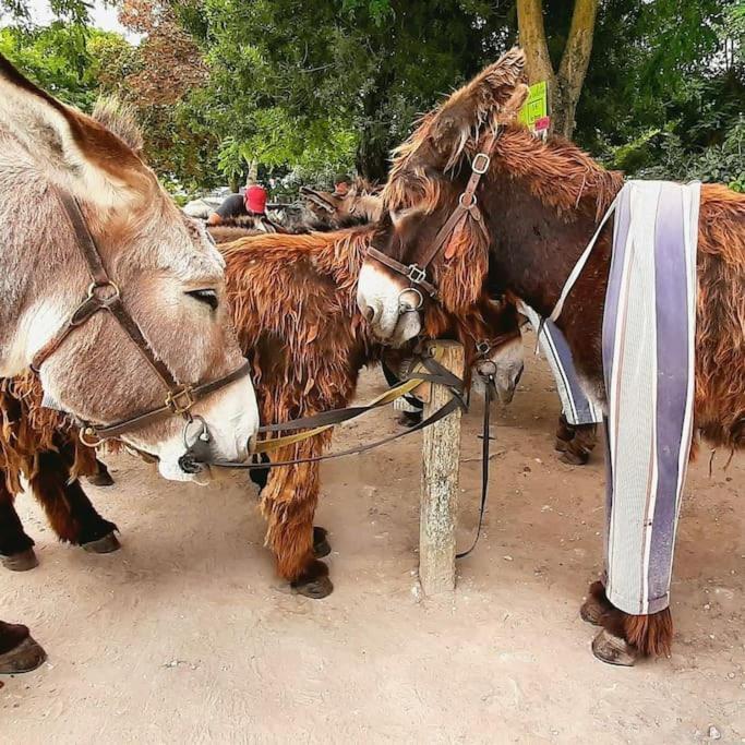 Delicieux Moment De Detente Au Coeur De Saint Martin De Re Екстер'єр фото